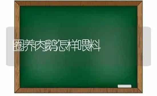 圈养肉鹅怎样喂料 | 家禽养殖