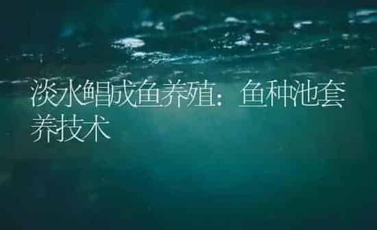 淡水鲳成鱼养殖：鱼种池套养技术 | 海水养殖