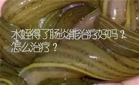 水蛭得了肠炎能治疗好吗？怎么治疗？ | 特种养殖