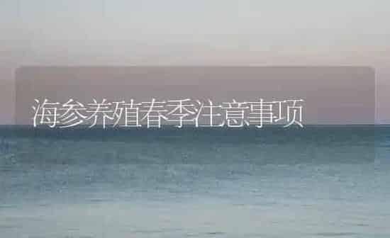 海参养殖春季注意事项 | 海水养殖