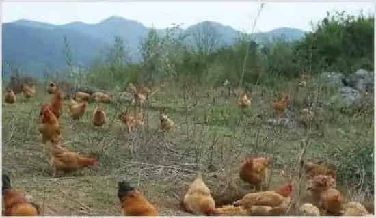 养鸡要想提高成活率，这几个措施不能少！ | 农业养殖技术