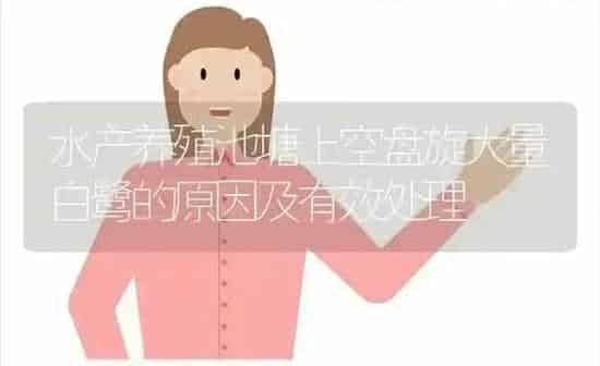 水产养殖池塘上空盘旋大量白鹭的原因及有效处理 | 动物养殖百科