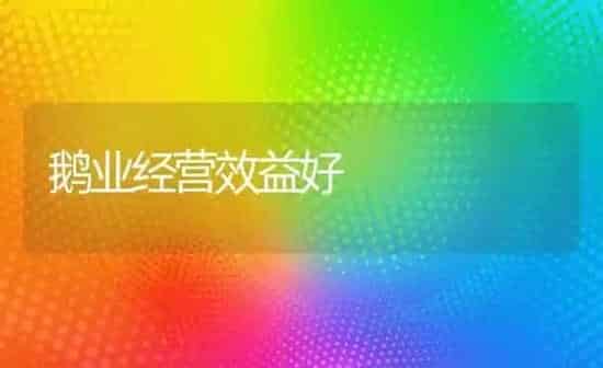 鹅业经营效益好 | 家禽养殖