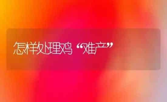 怎样处理鸡“难产” | 家禽养殖