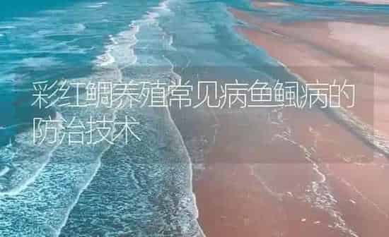 彩红鲷养殖常见病鱼鲺病的防治技术 | 海水养殖