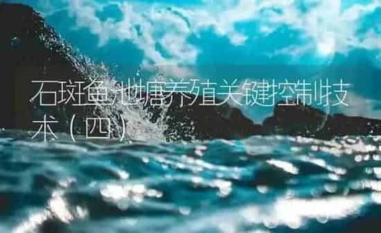 石斑鱼池塘养殖关键控制技术（四） | 海水养殖
