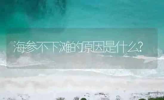 海参不下滩的原因是什么? | 海水养殖
