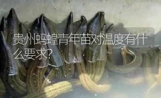 贵州蚂蝗青年苗对温度有什么要求？ | 特种养殖