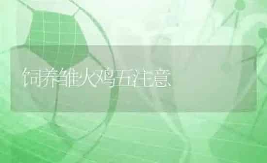 饲养雏火鸡五注意 | 家禽养殖