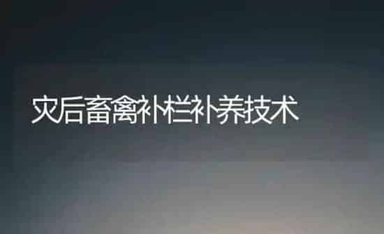 灾后畜禽补栏补养技术 | 家禽养殖