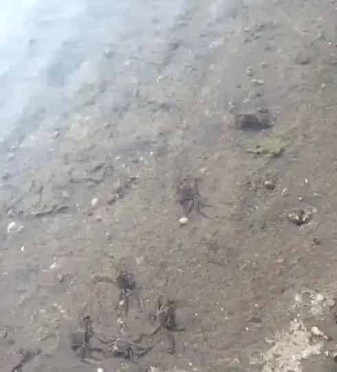 河蟹塘环沟年前栽草有哪些好处？