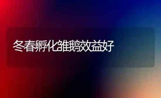 冬春孵化雏鹅效益好 | 家禽养殖