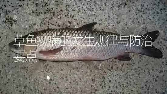 草鱼疾病的发生规律与防治要点 | 淡水养殖