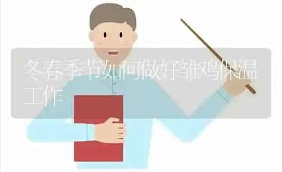 冬春季节如何做好雏鸡保温工作 | 家禽养殖