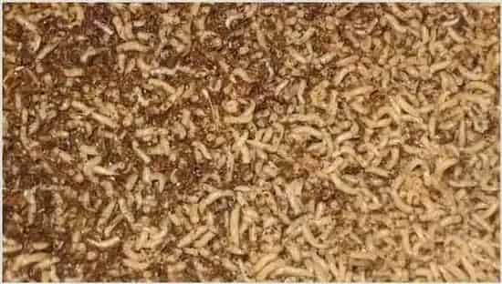 昆虫养鸡注意什么？肌肉更好吃吗 | 动物养殖资料
