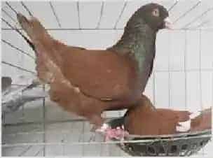 肉鸽的无公害养殖管理技术 | 动物养殖技术