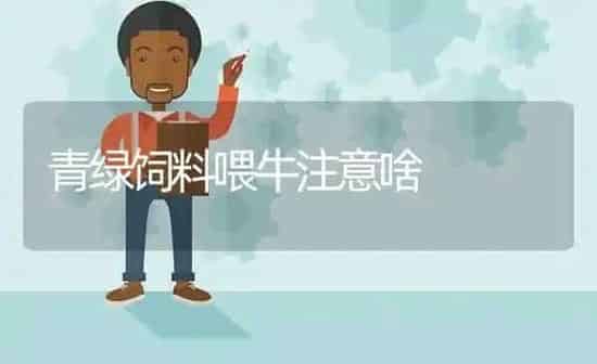 青绿饲料喂牛注意啥 | 动物养殖饲料