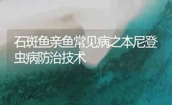 石斑鱼亲鱼常见病之本尼登虫病防治技术 | 海水养殖