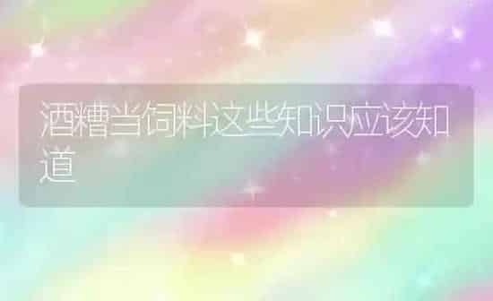酒糟当饲料这些知识应该知道 | 动物养殖饲料