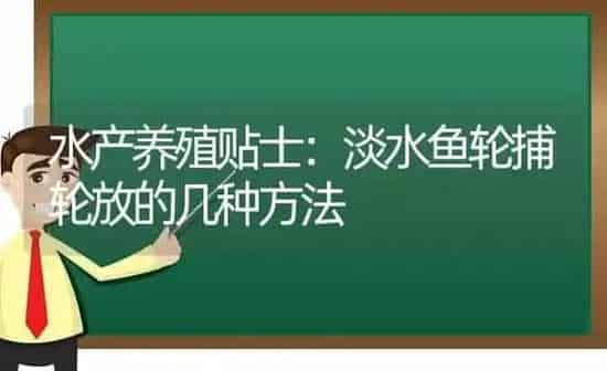 水产养殖贴士：淡水鱼轮捕轮放的几种方法 | 动物养殖百科