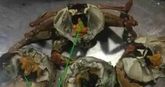 河蟹塘里母蟹煮出来为何变成这样，我们该如何处理？
