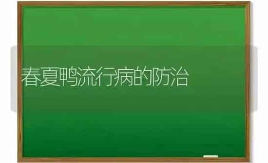 春夏鸭流行病的防治 | 家禽养殖