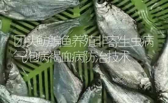团头鲂鳊鱼养殖非寄生虫病气泡病褐血病防治技术 | 淡水养殖