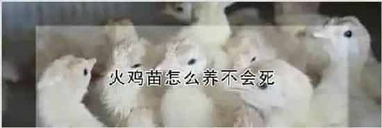 火鸡苗怎么养不会死 | 农业养殖技术