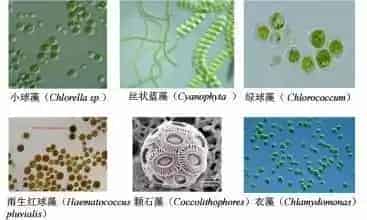 藻类在水产养殖中的应用