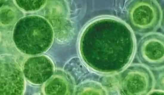 藻类在水产养殖中的应用