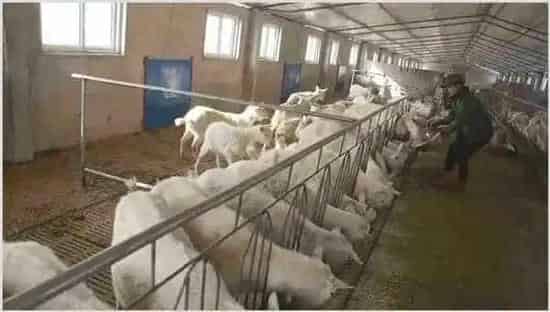 养羊饲料饲喂技巧 | 农业养殖技术