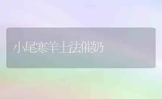 小尾寒羊土法催奶 | 家畜养殖