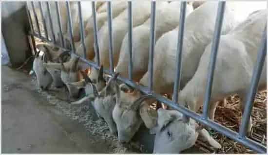 让肉羊增肥的养殖方法有哪些?注意这些要点 | 农业养殖技术