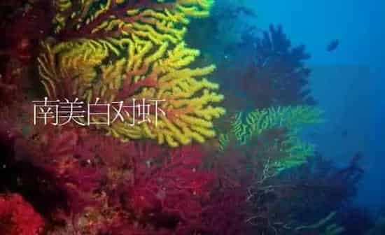 南美白对虾 | 海水养殖