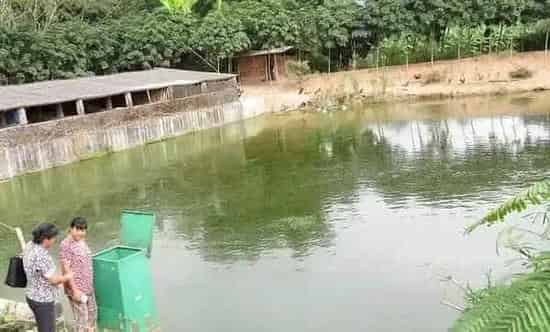 水产养殖池塘春季管理的三点注意事项