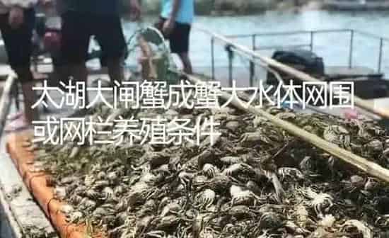 太湖大闸蟹成蟹大水体网围或网栏养殖条件 | 淡水养殖