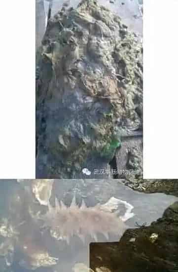 海参圈养殖过程中病害发生原因分析及处理方法