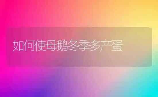 如何使母鹅冬季多产蛋 | 家禽养殖
