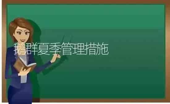 鹅群夏季管理措施 | 家禽养殖