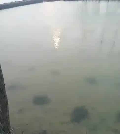 解决早春河蟹吃肥水难一例