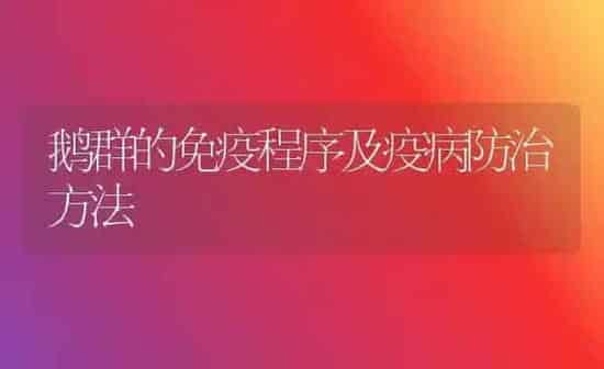 鹅群的免疫程序及疫病防治方法 | 家禽养殖