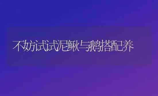 不妨试试泥鳅与鹅搭配养 | 家禽养殖