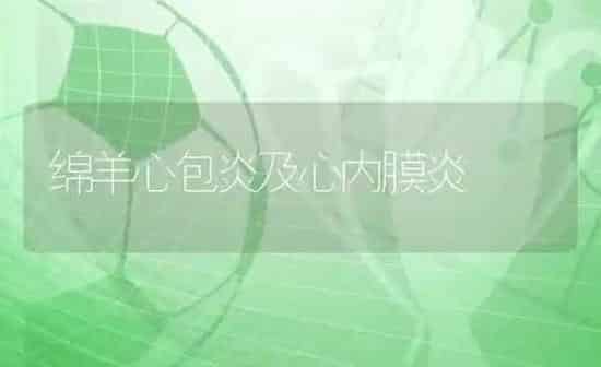 绵羊心包炎及心内膜炎 | 家畜养殖