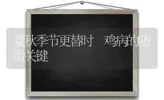 夏秋季节更替时 鸡病的防治关键 | 家禽养殖