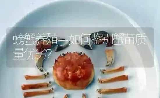 螃蟹养殖－如何鉴别蟹苗质量优劣？ | 淡水养殖