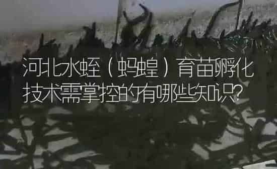 河北水蛭（蚂蝗）育苗孵化技术需掌控的有哪些知识？ | 特种养殖