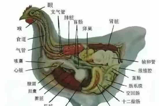 夏季鸡病高发病什么?八大常见病需要警惕 | 农业养殖科普