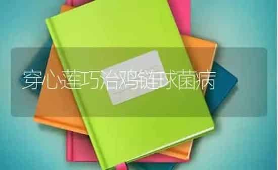 穿心莲巧治鸡链球菌病 | 家禽养殖