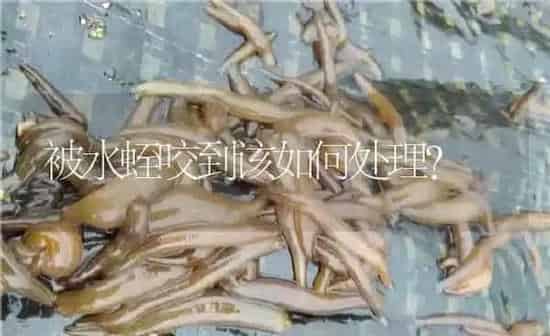 被水蛭咬到该如何处理？ | 特种养殖