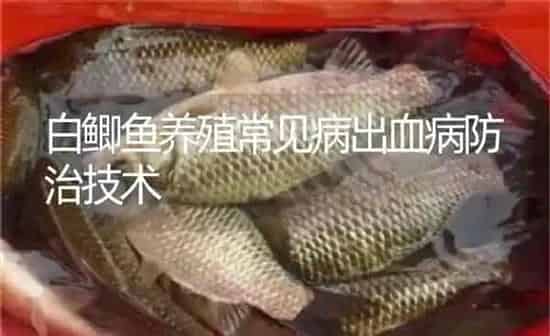 白鲫鱼养殖常见病出血病防治技术 | 淡水养殖